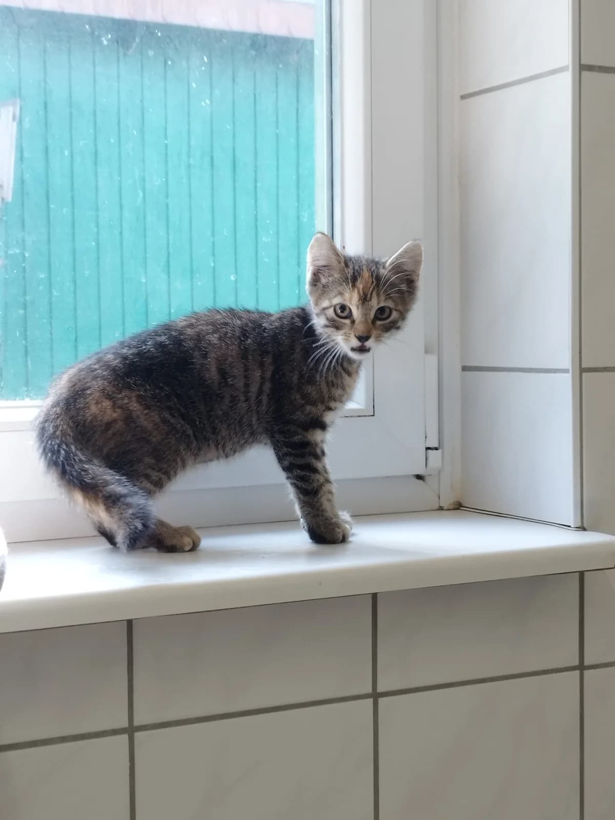 Rahel, European Shorthair for adoption at Tierheim Northeim
