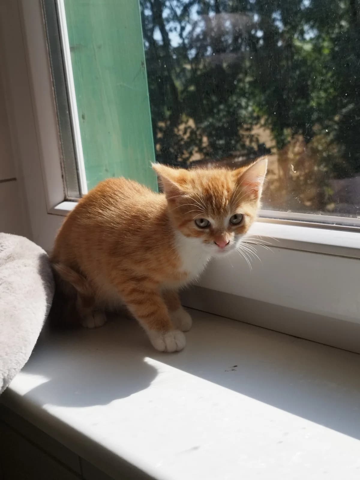Charlie, puppy European Shorthair for adoption at Tierheim Northeim