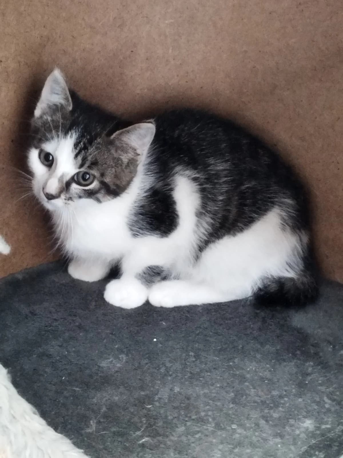 Hengyu, male Mixed Breed for adoption at Tierheim Northeim