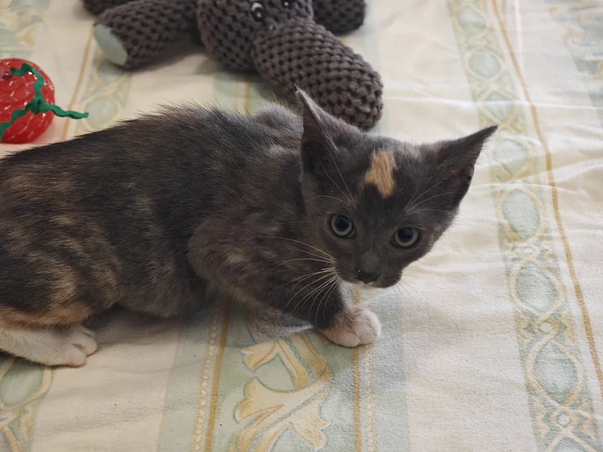 Spinell, European Shorthair for adoption at Tierheim Northeim