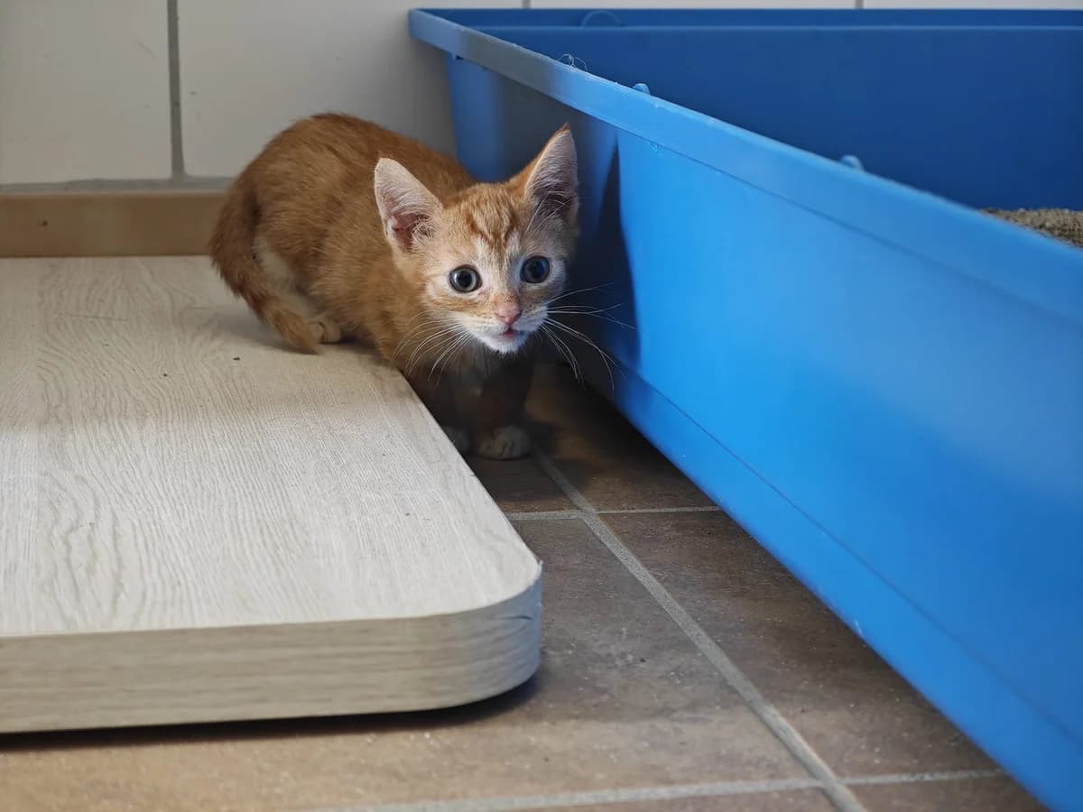 Achat, European Shorthair for adoption at Tierheim Northeim