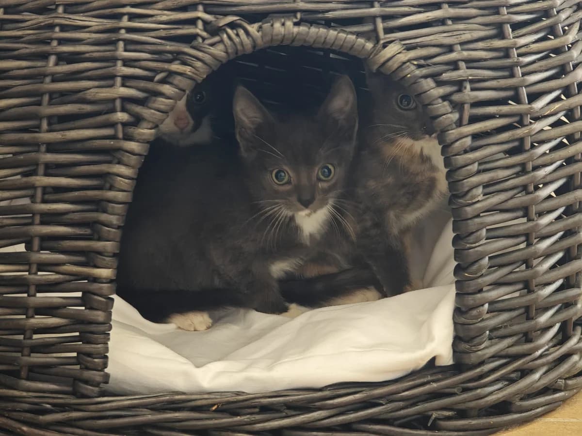Flint, male European Shorthair for adoption at Tierheim Northeim