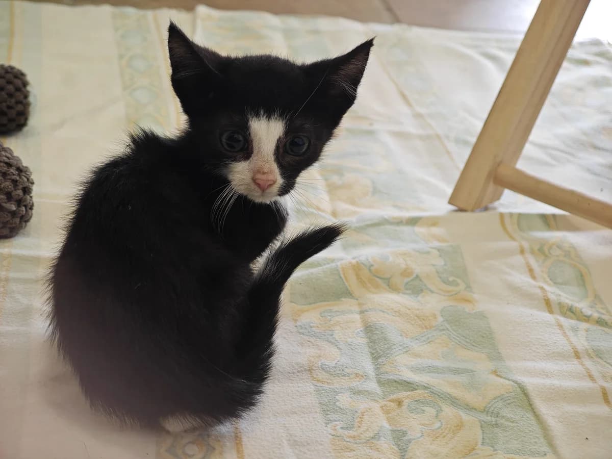 Onyx, male European Shorthair for adoption at Tierheim Northeim