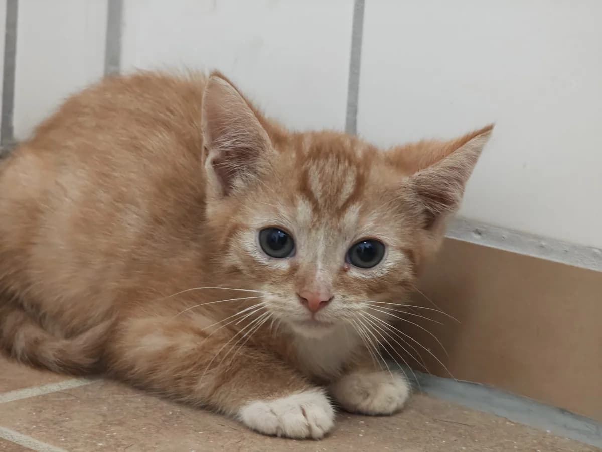 Beryll, male European Shorthair for adoption at Tierheim Northeim