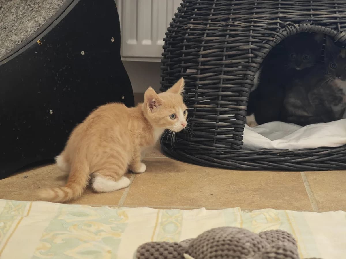 Topas, European Shorthair for adoption at Tierheim Northeim