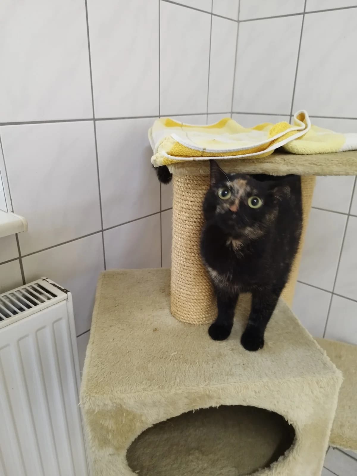 Joyce, 3yo Mixed Breed for adoption at Tierheim Northeim