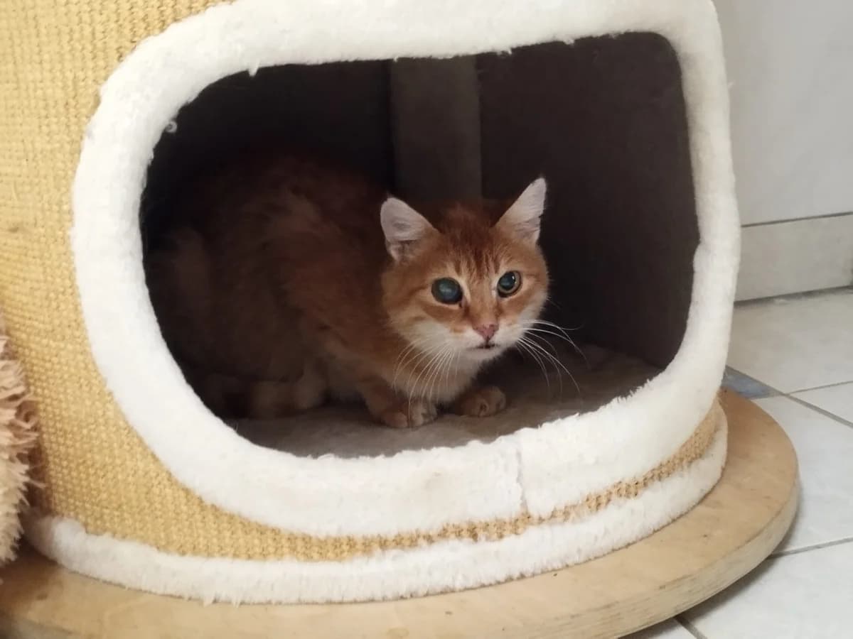 Gia, 6yo European Shorthair for adoption at Tierheim Northeim