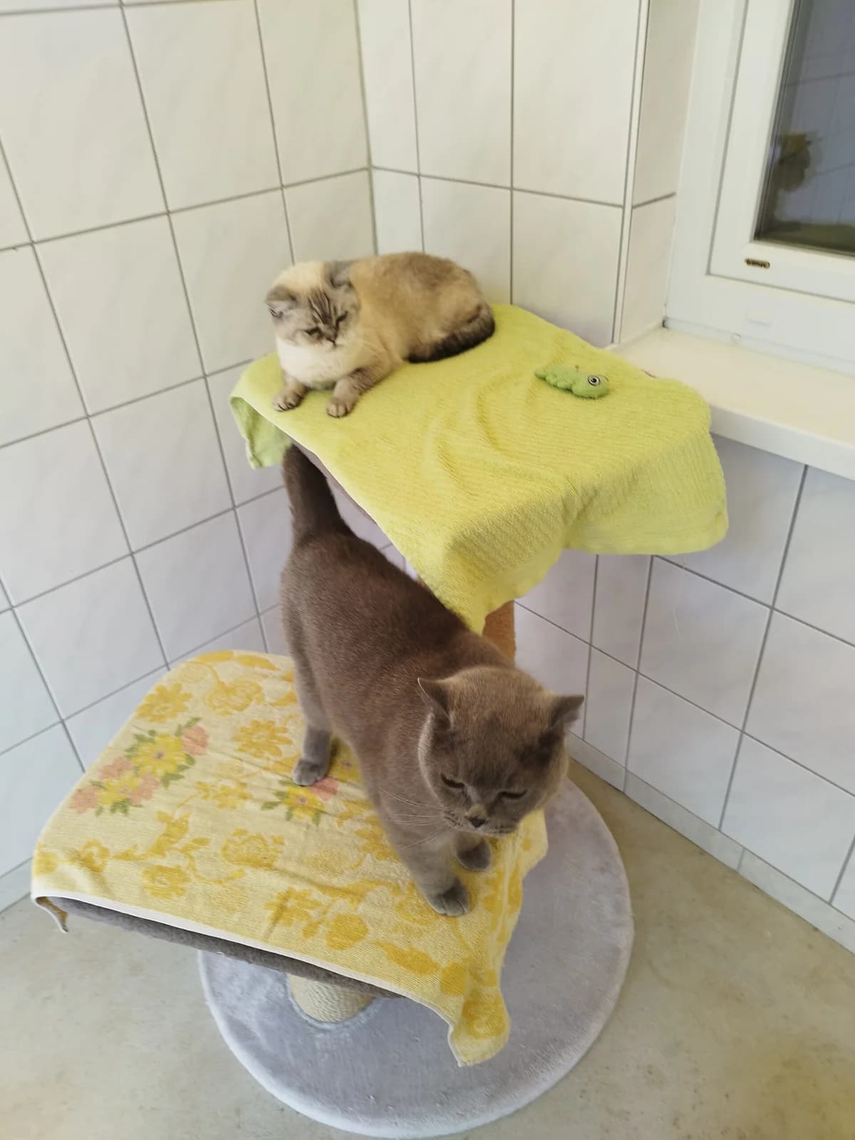 Monti, male British Shorthair for adoption at Tierheim Northeim
