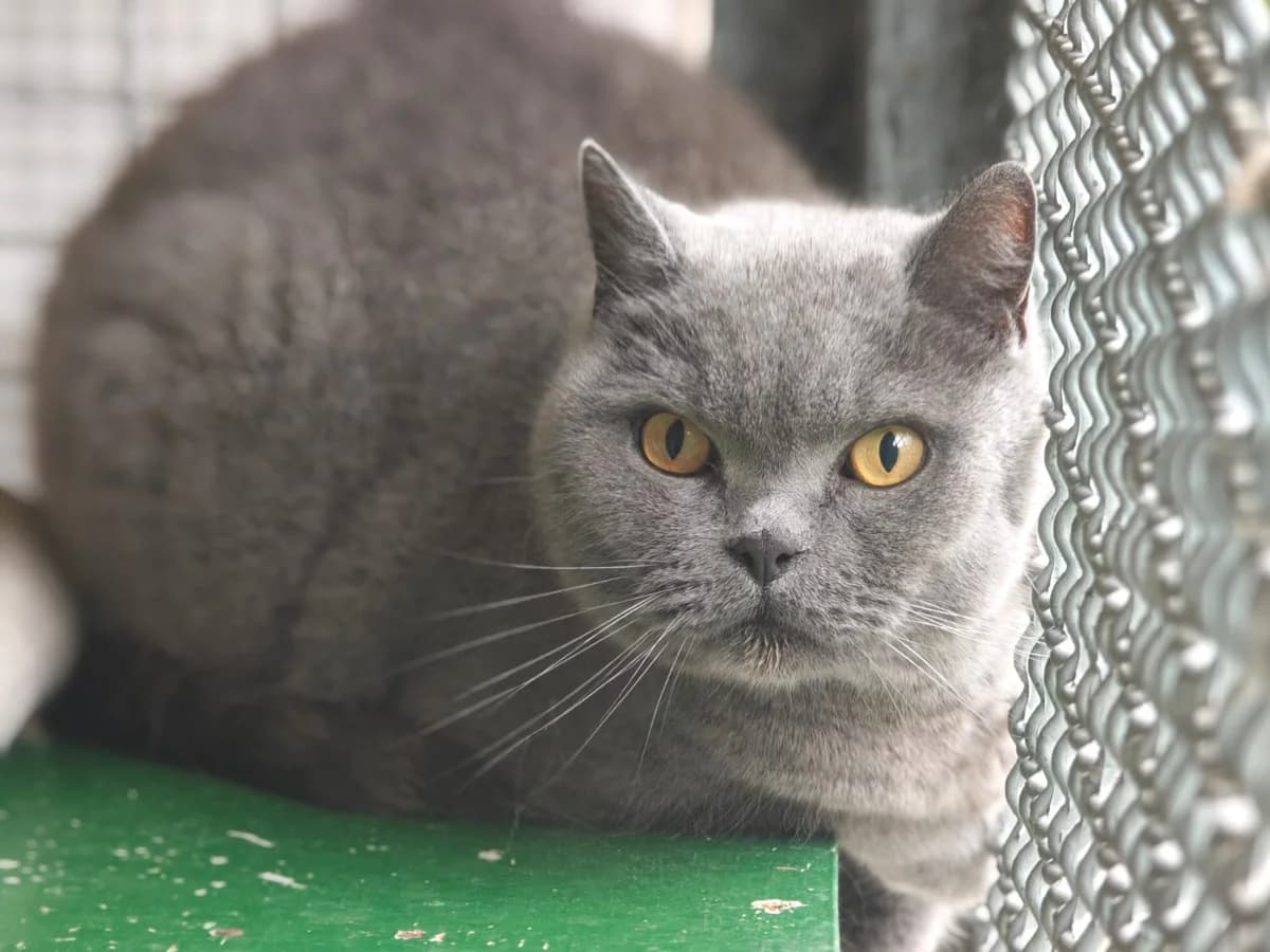 Monti, male British Shorthair for adoption at Tierheim Northeim