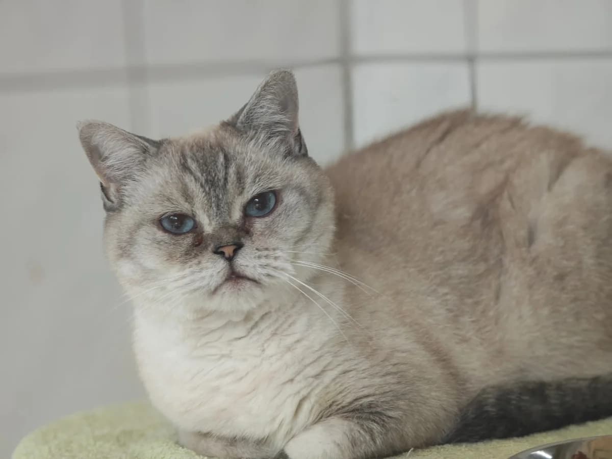 Mini, male British Shorthair for adoption at Tierheim Northeim