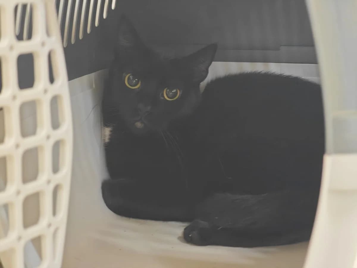 Sky, European Shorthair for adoption at Tierheim Northeim