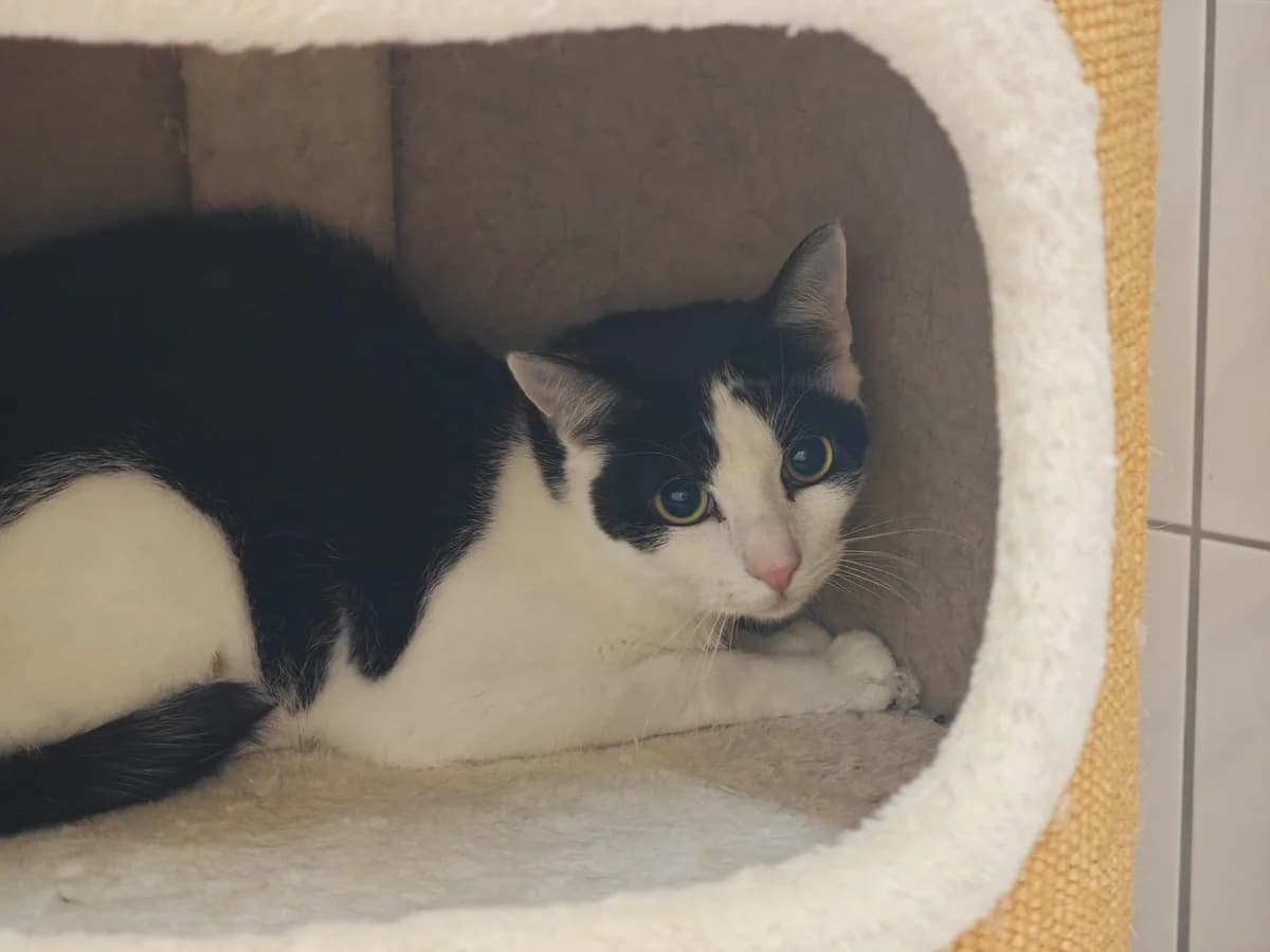 Mukki, male European Shorthair for adoption at Tierheim Northeim
