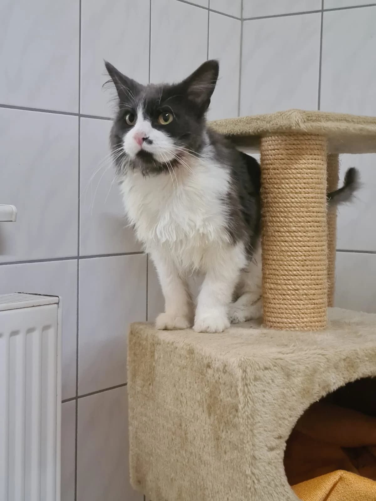San, male Maine Coon for adoption at Tierheim Northeim