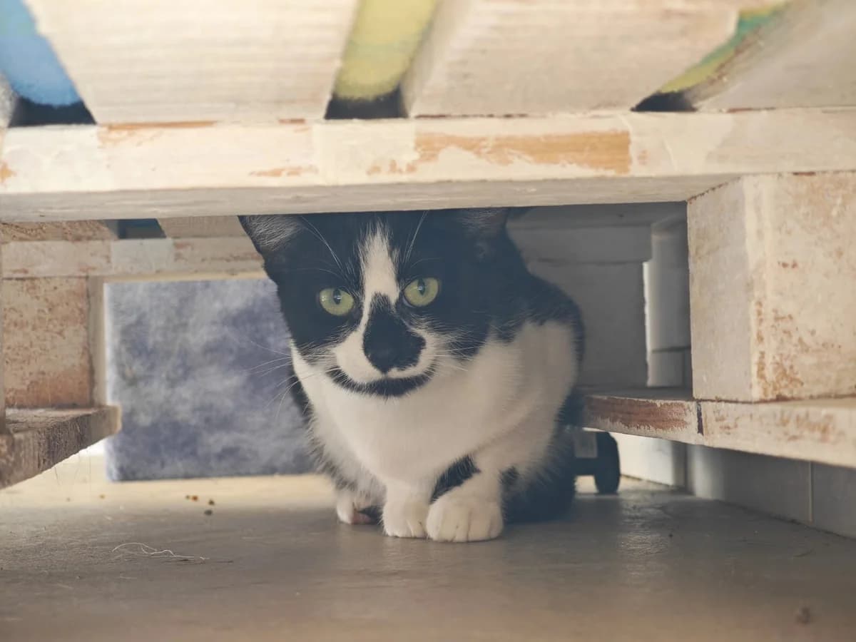 Fibi, puppy European Shorthair for adoption at Tierheim Northeim