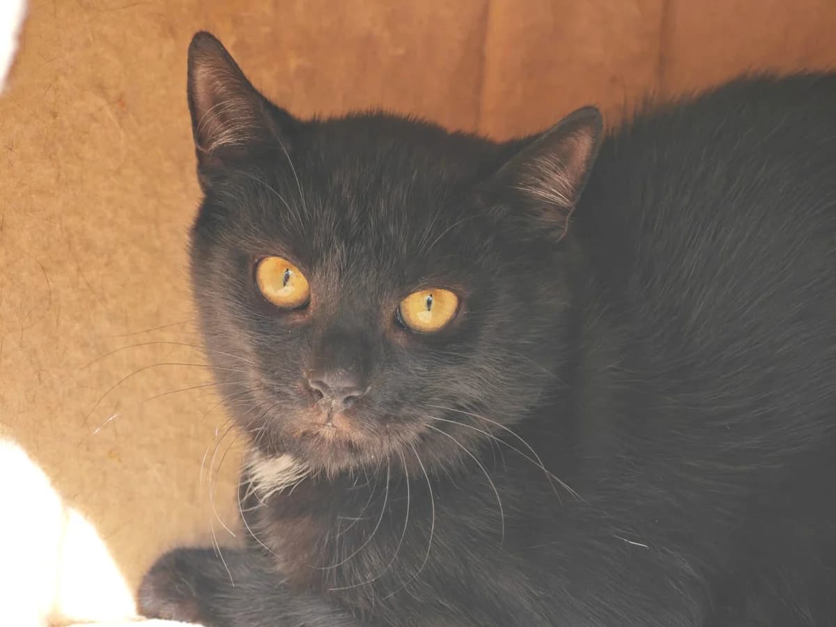 Gengar, male puppy European Shorthair for adoption at Tierheim Northeim