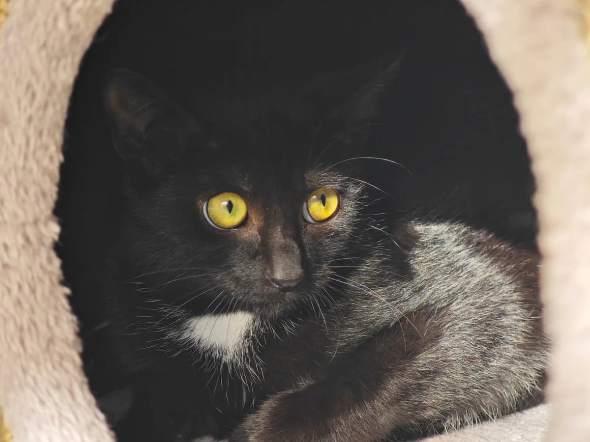 Zubat, male puppy European Shorthair for adoption at Tierheim Northeim