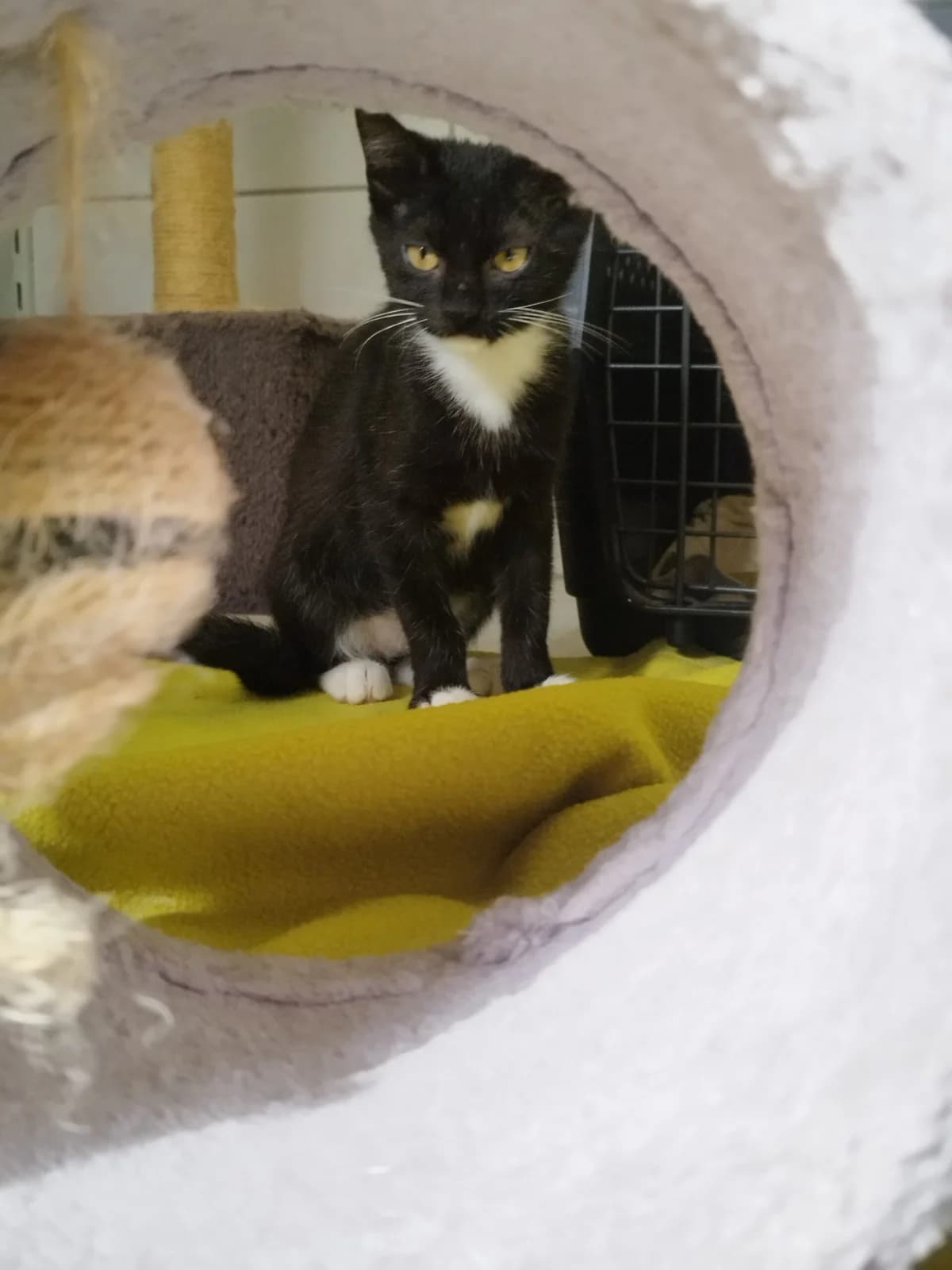Enna, European Shorthair for adoption at Tierheim Northeim