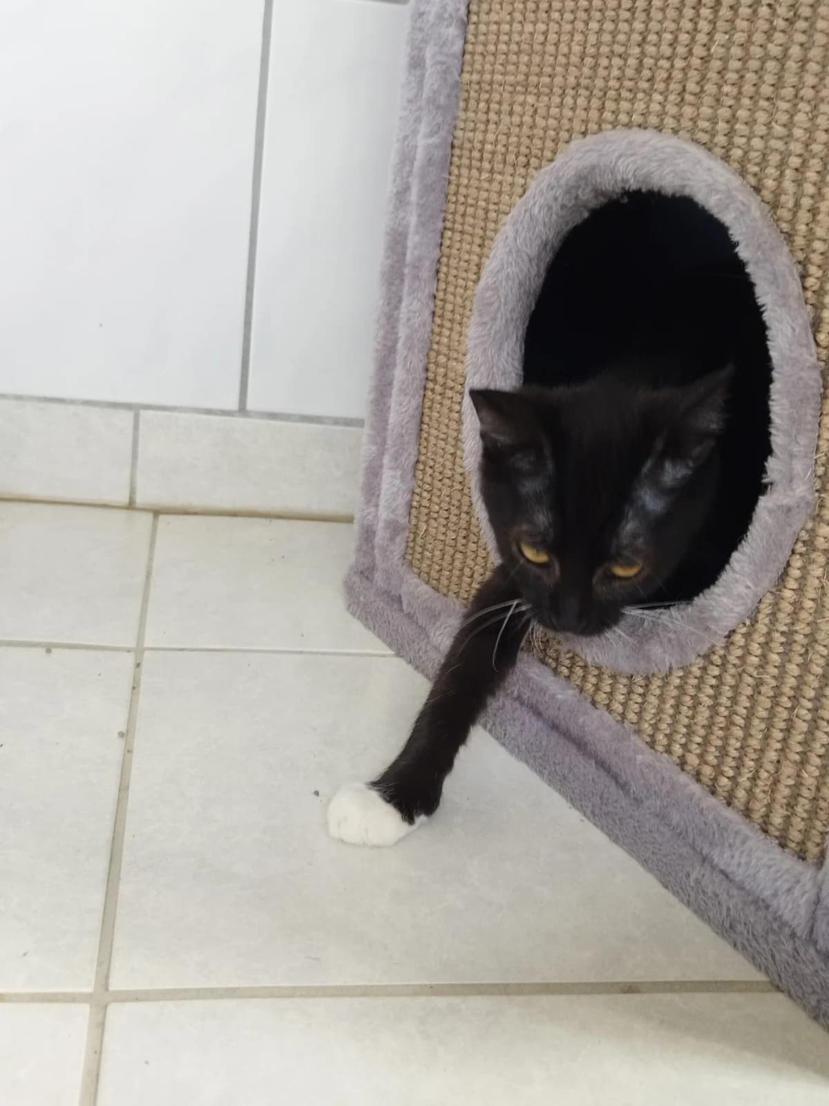 Nuri, European Shorthair for adoption at Tierheim Northeim