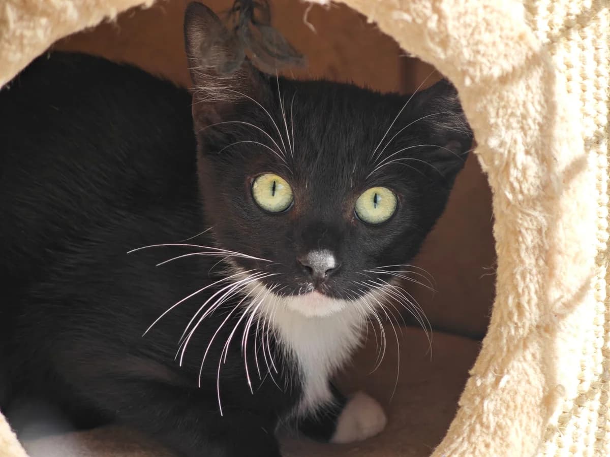 Mohn, male European Shorthair for adoption at Tierheim Northeim