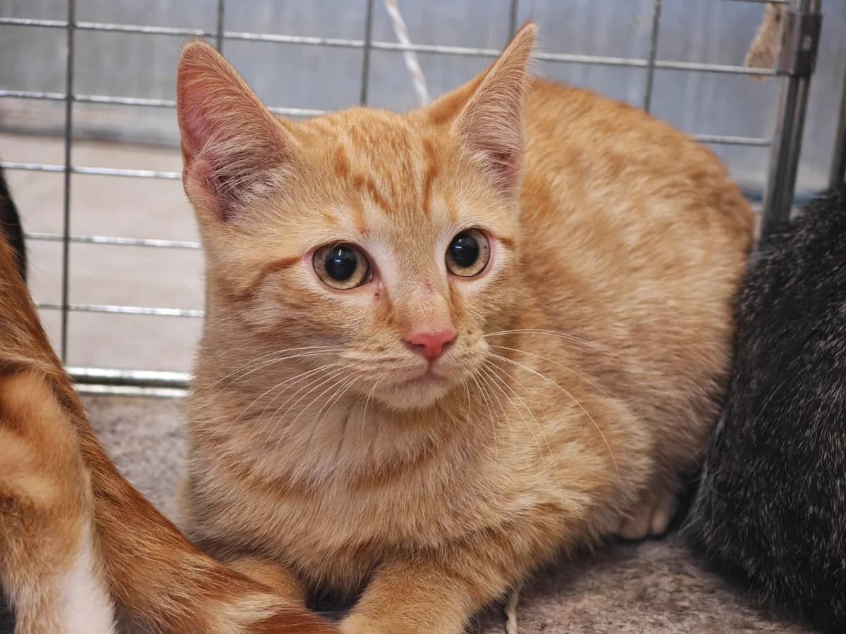 Nadine, puppy European Shorthair for adoption at Tierheim Northeim