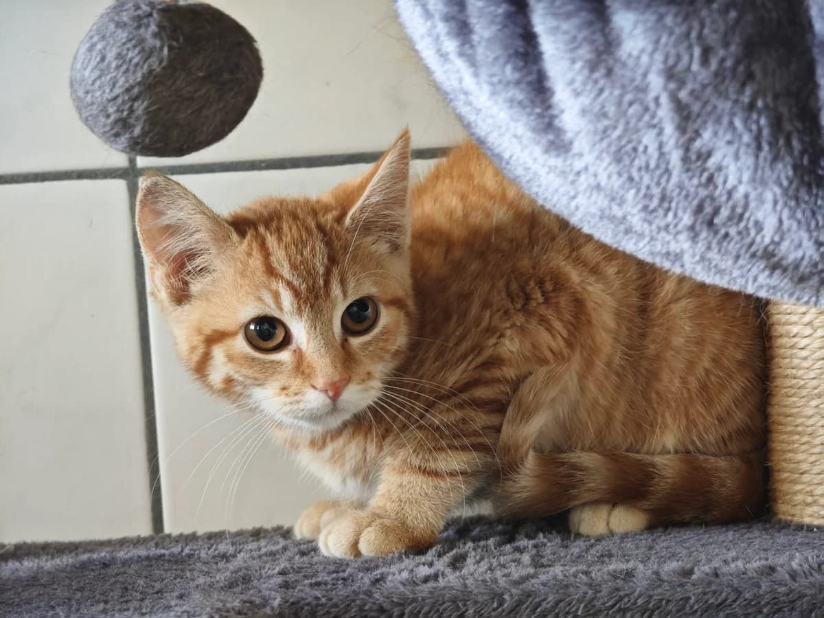 Rebekka, puppy European Shorthair for adoption at Tierheim Northeim