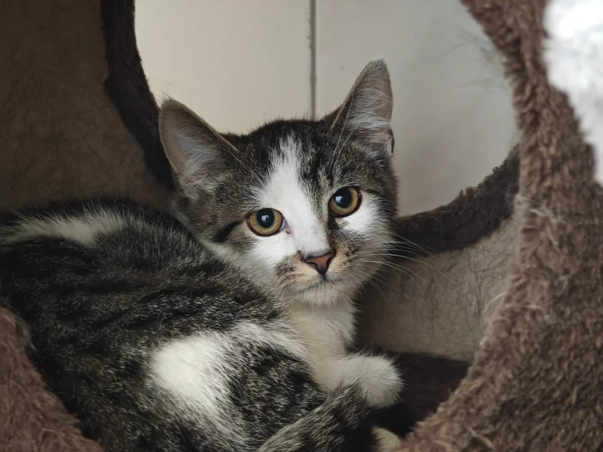 Leo, male puppy European Shorthair for adoption at Tierheim Northeim