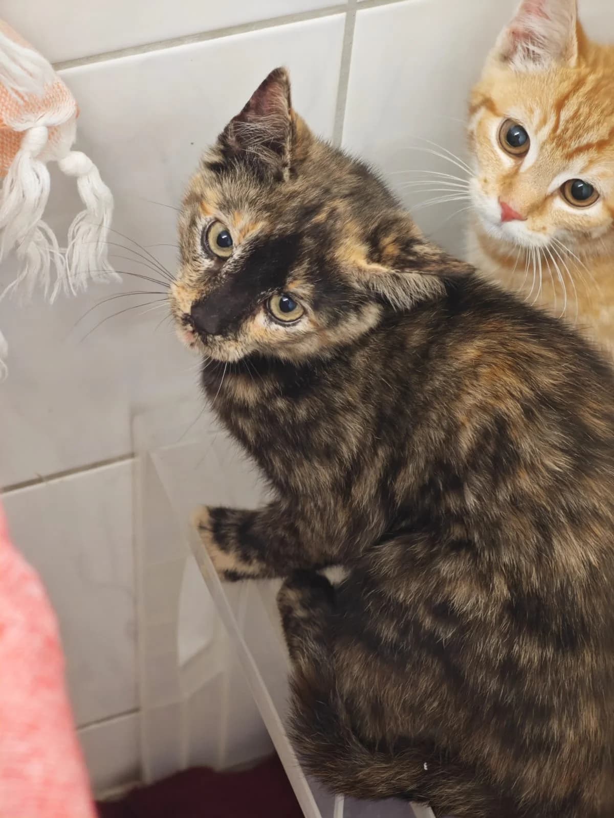 Emma, puppy European Shorthair for adoption at Tierheim Northeim