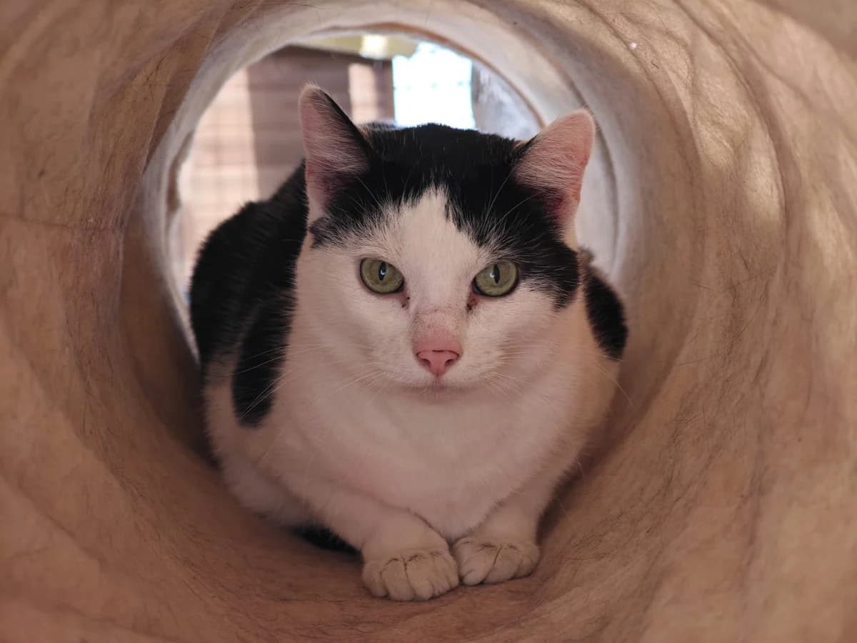 Pünktchen, male European Shorthair for adoption at Tierheim Northeim