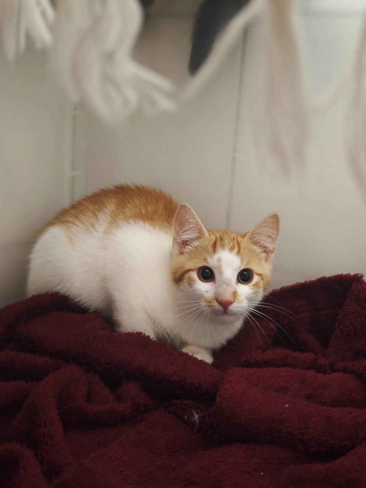 Sascha, male puppy European Shorthair for adoption at Tierheim Northeim