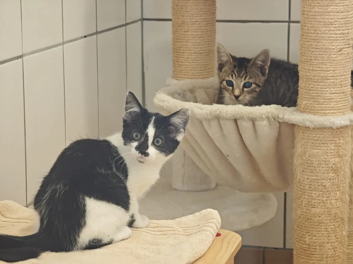 Skitty (s/w), European Shorthair for adoption at Tierheim Northeim