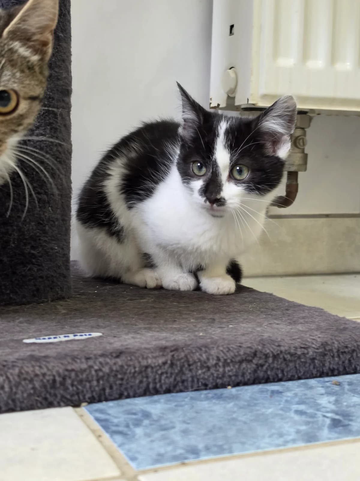 Skitty, European Shorthair for adoption at Tierheim Northeim