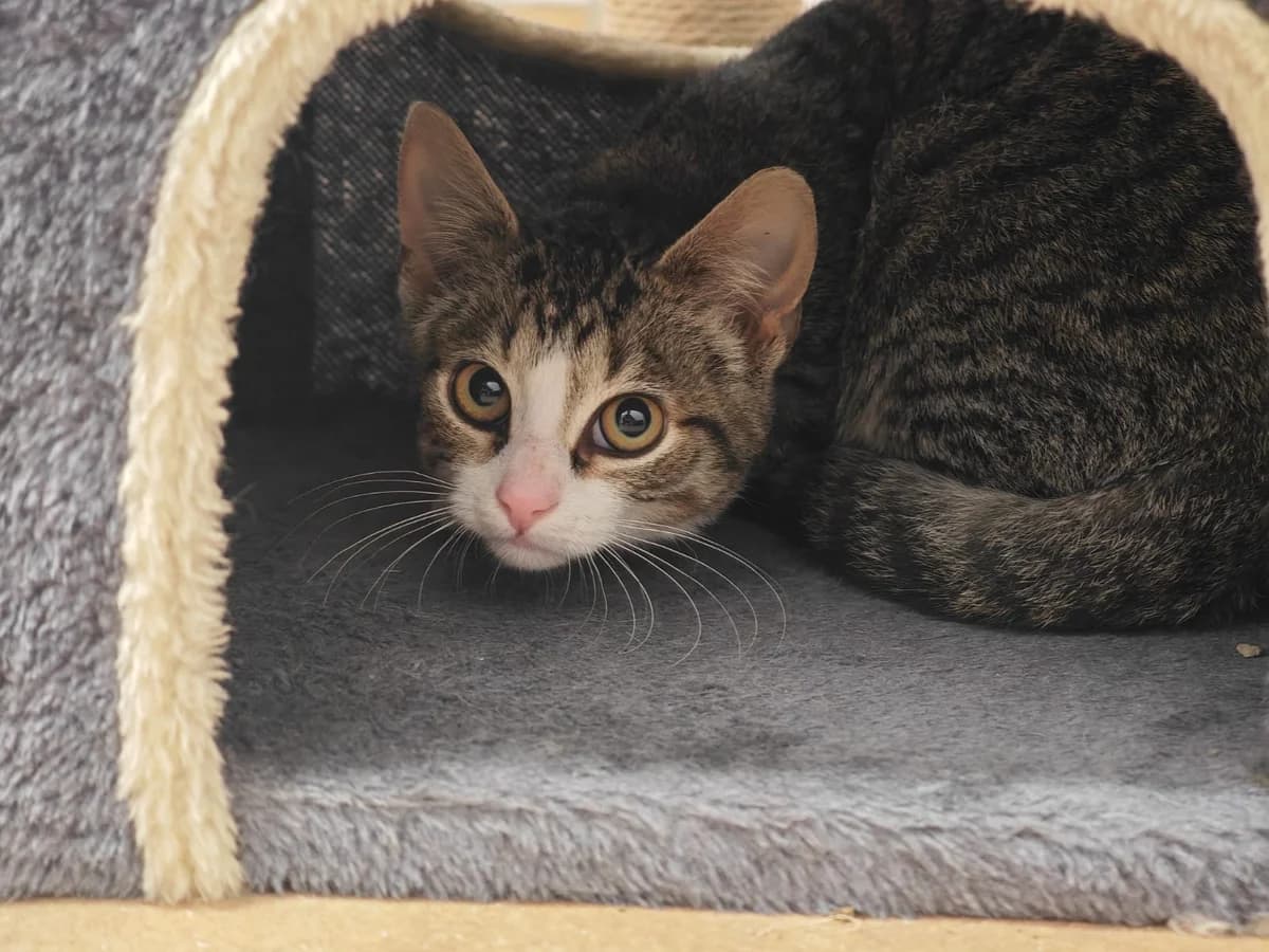 Tori, European Shorthair for adoption at Tierheim Northeim