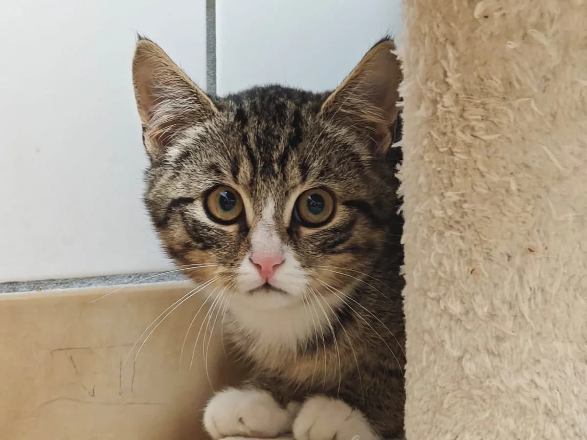 Jade, male European Shorthair for adoption at Tierheim Northeim