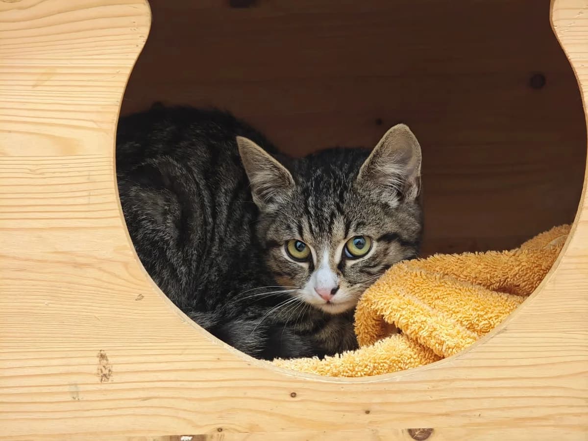 Cat katze-5118, male European Shorthair for adoption at Tierheim Northeim