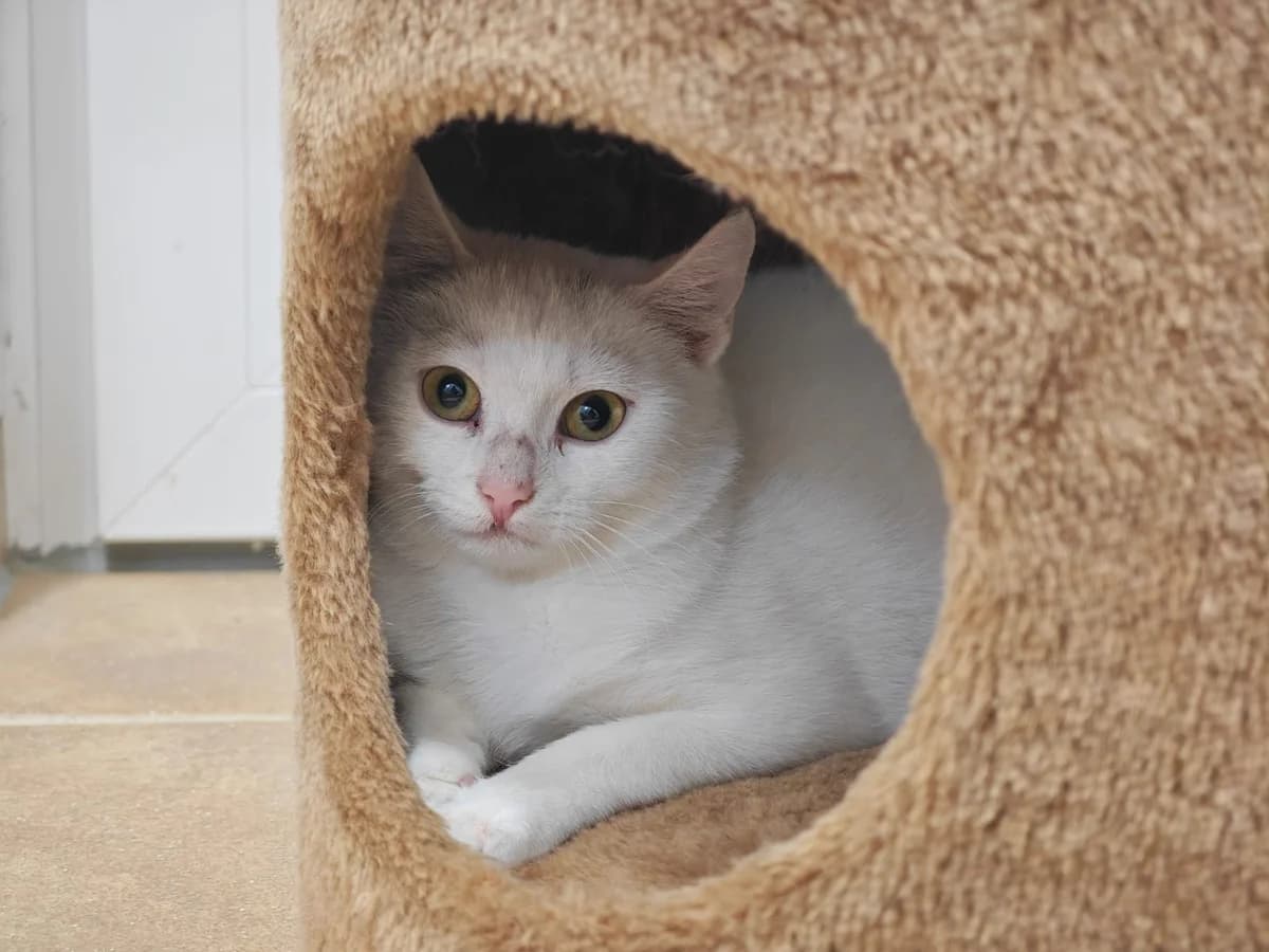 Alaska, weiΓ European Shorthair for adoption at Tierheim Northeim