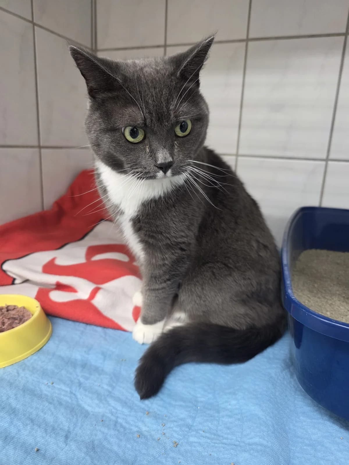 Nina, 4yo British Shorthair for adoption at Tierheim Northeim