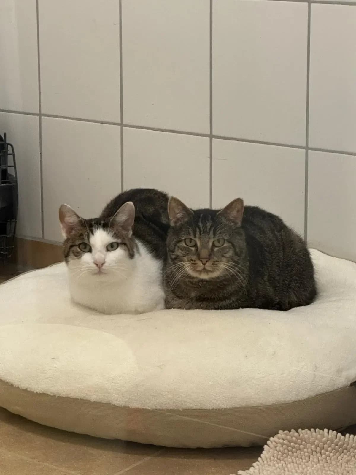 Mirko & Mondgesicht, male European Shorthair for adoption at Tierheim Northeim