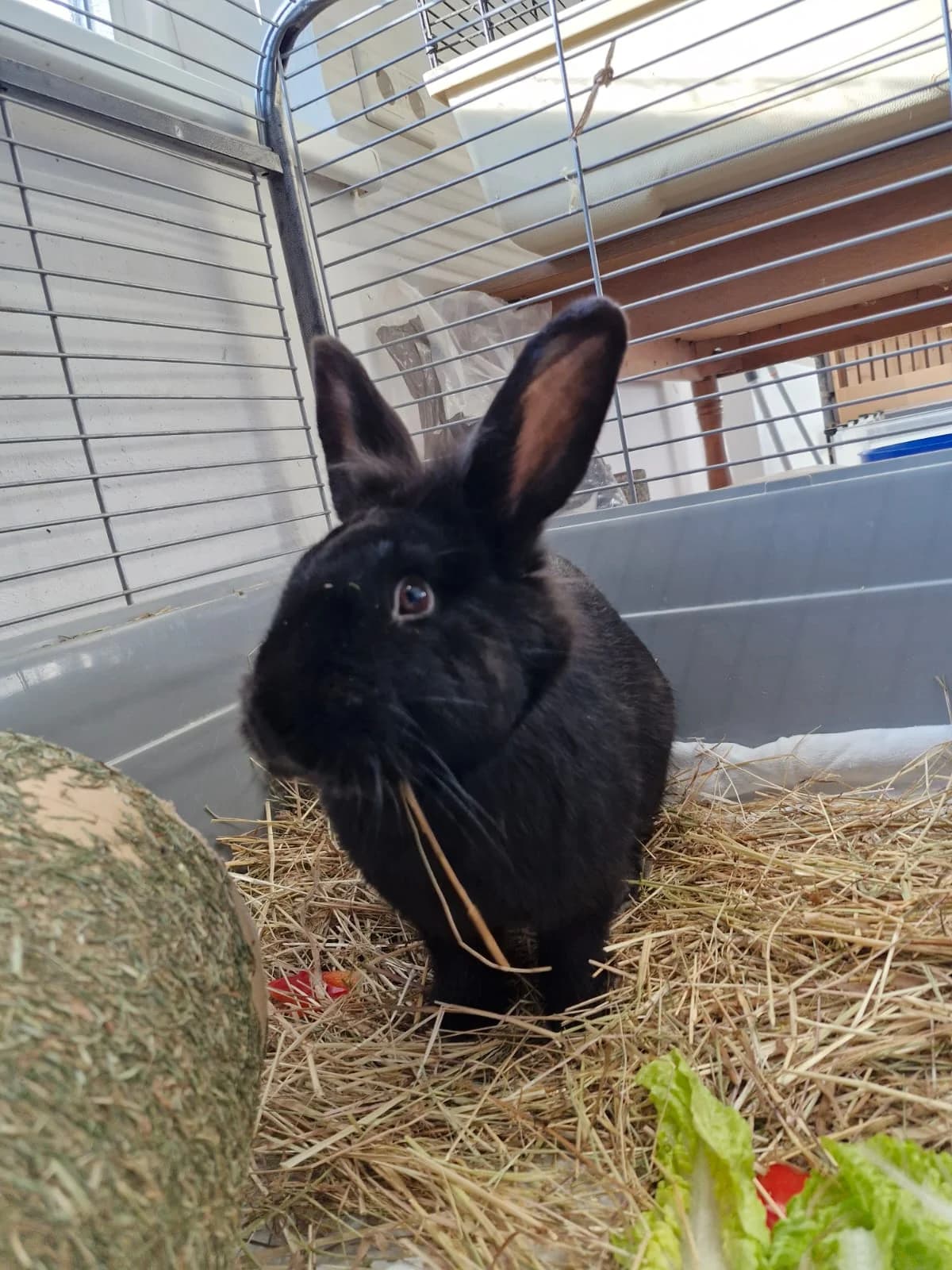 Susi, female Mixed Breed for adoption at Tierheim Northeim