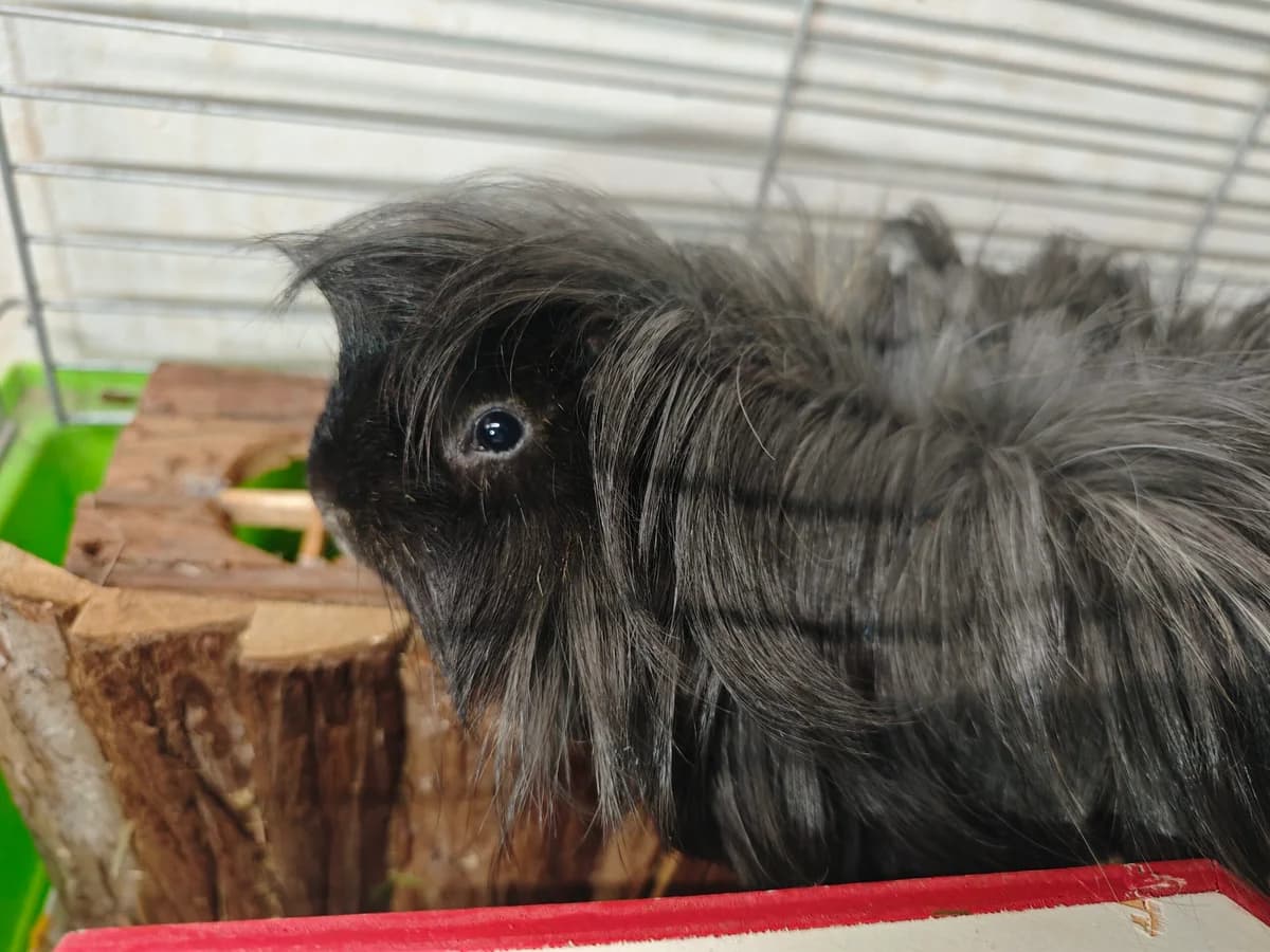 Yosemite Sam, male Mixed Breed for adoption at Tierheim Northeim