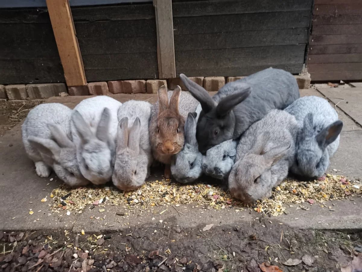 3 Kastraten und 2 Häsinnen, male Mixed Breed for adoption at Tierheim Northeim