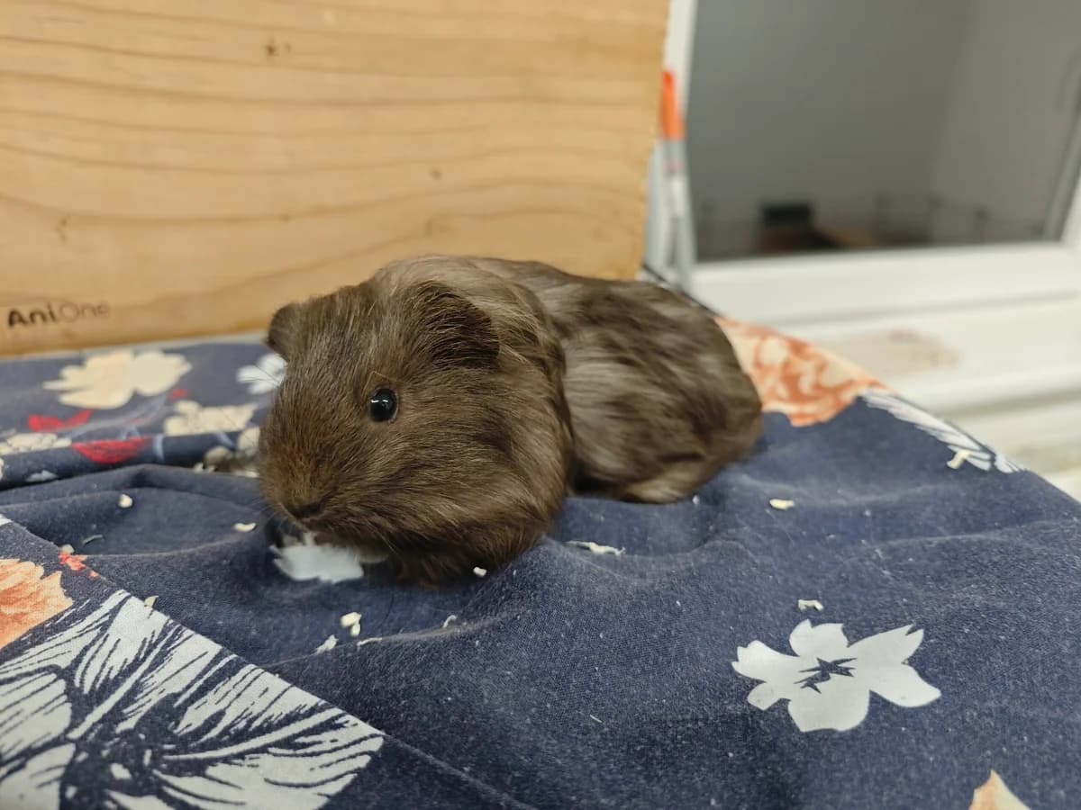 Tölki, female young Mixed Breed for adoption at Tierheim Northeim