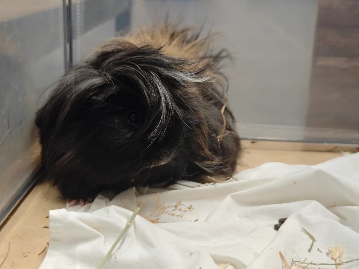 Porky, male Mixed Breed for adoption at Tierheim Northeim