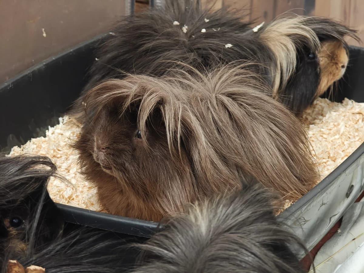 Taz, male Mixed Breed for adoption at Tierheim Northeim