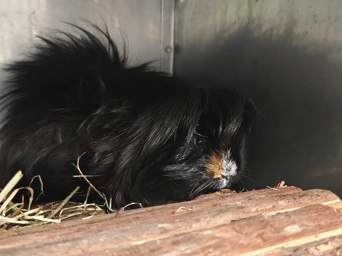 Wile E. Coyote, male Mixed Breed for adoption at Tierheim Northeim