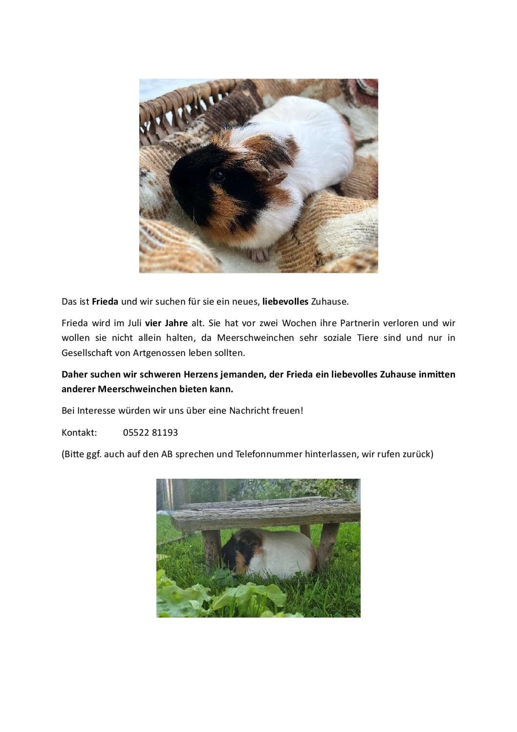 Frieda, female Mixed Breed for adoption at Tierheim Northeim