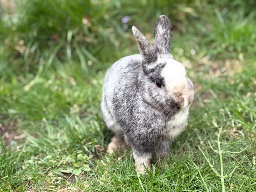 Hopplo & Heart, female 4yo Mixed Breed for adoption at Tierheim Northeim