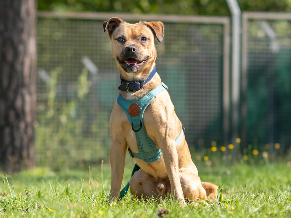 Charlie, male young Mixed Breed for adoption at Tierheim Nürnberg, Nuremberg