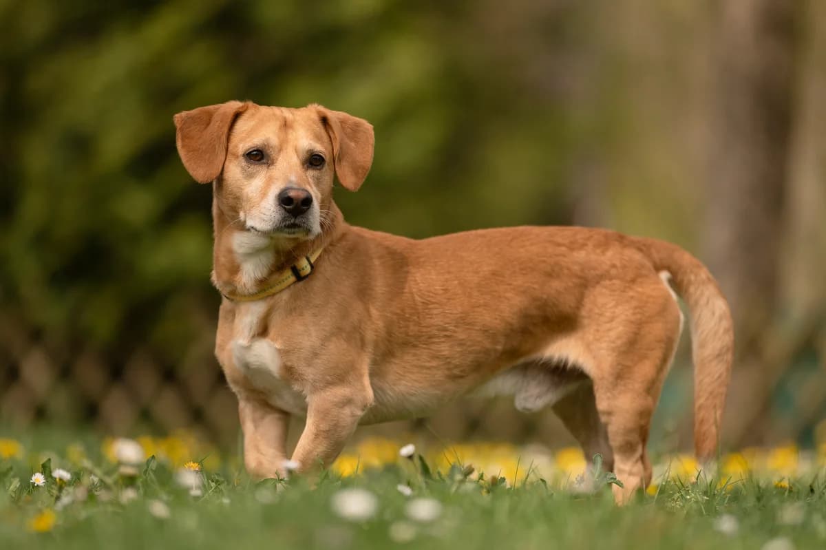 Ollye, male 7yo Mixed Breed for adoption at Tierheim Nürnberg, Nuremberg