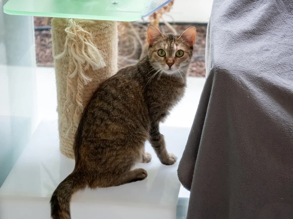 Elvira, female young mixed breed for adoption at Tierheim Nürnberg, Nuremberg