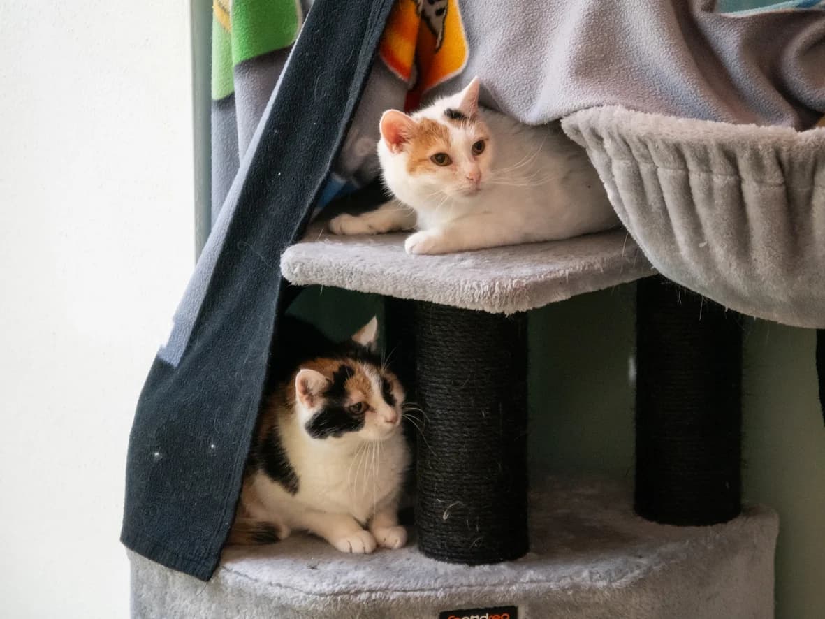 Flöckchen, Sternchen und Fiepi, female senior mixed breed for adoption at Tierheim Nürnberg, Nuremberg